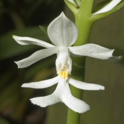 Calanthe triplicata (Christmas Orchid) at Termeil, NSW - 23 Nov 2005 by AlanS