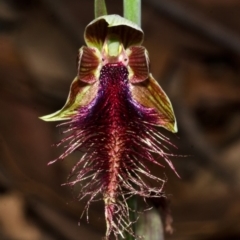 Calochilus gracillimus (Late Beard Orchid) at East Lynne, NSW - 19 Dec 2013 by AlanS