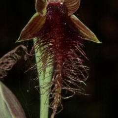 Calochilus gracillimus (Late Beard Orchid) at West Nowra, NSW - 2 Jan 2011 by AlanS