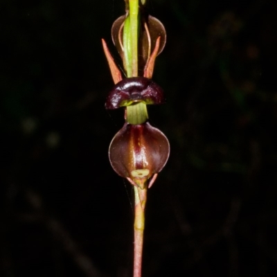 Caleana major (Large Duck Orchid) at Yerriyong, NSW - 30 Dec 2014 by AlanS