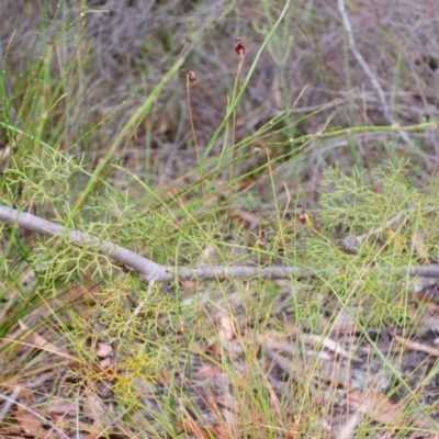 Caleana major (Large Duck Orchid) at Jerrawangala, NSW - 25 Dec 2015 by AlanS