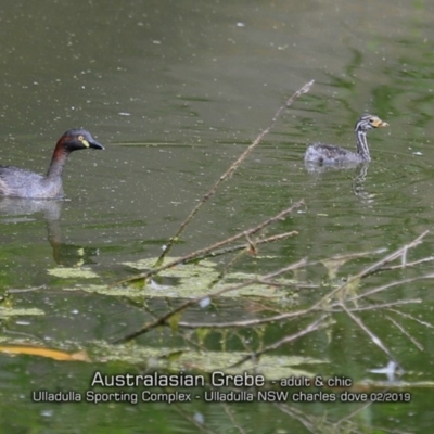 Tachybaptus novaehollandiae (Australasian Grebe) at Ulladulla, NSW - 12 Feb 2019 by CharlesDove