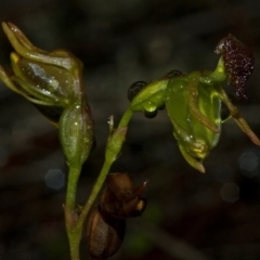 Caleana minor (Small Duck Orchid) at Vincentia, NSW - 9 Jan 2011 by AlanS