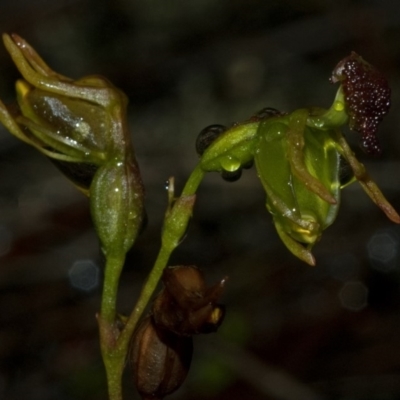 Caleana minor (Small Duck Orchid) at Vincentia, NSW - 9 Jan 2011 by AlanS