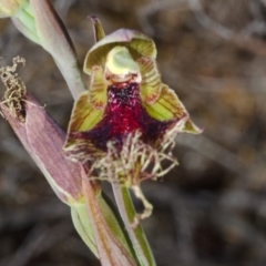 Calochilus platychilus (Purple Beard Orchid) at Tianjara, NSW - 15 Oct 2015 by AlanS