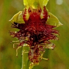 Calochilus pulchellus (Pretty Beard Orchid) at Vincentia, NSW - 31 Oct 2008 by AlanS