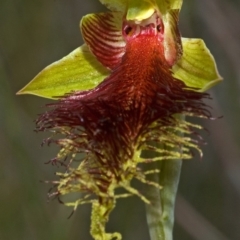 Calochilus pulchellus (Pretty Beard Orchid) at Vincentia, NSW - 29 Oct 2010 by AlanS