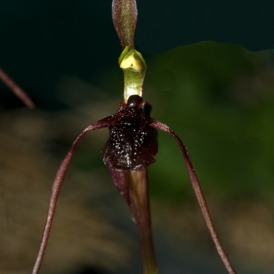 Chiloglottis diphylla (Common Wasp Orchid) at Batemans Bay, NSW - 9 May 2009 by AlanS