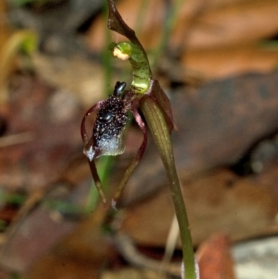 Chiloglottis diphylla (Common Wasp Orchid) at Termeil, NSW - 28 Jan 2012 by AlanS