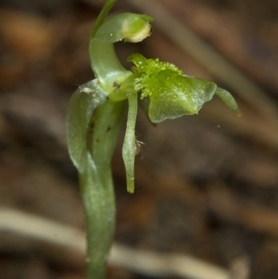 Chiloglottis sylvestris (Small Wasp Orchid) at Wildes Meadow, NSW - 20 Feb 2011 by AlanS