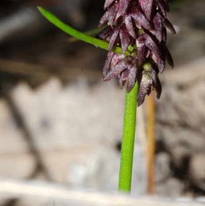 Corunastylis densa (Dense Midge Orchid) at North Nowra, NSW - 19 Mar 2013 by AlanS