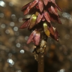 Corunastylis densa (Dense Midge Orchid) at West Nowra, NSW - 21 Mar 2011 by AlanS