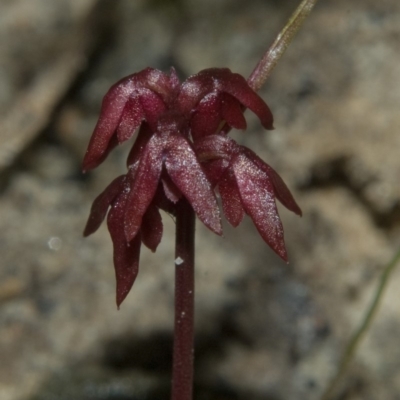 Corunastylis densa (Dense Midge Orchid) at Mondayong, NSW - 18 Mar 2011 by AlanS