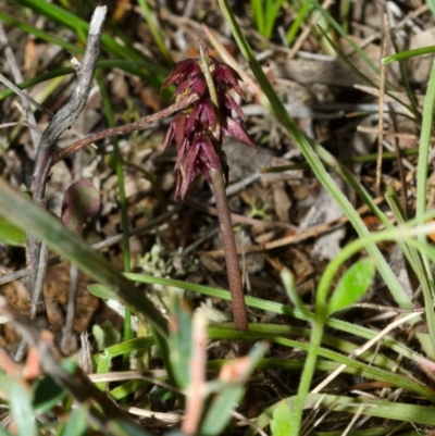 Corunastylis densa (Dense Midge Orchid) at Beaumont, NSW - 22 Jan 2015 by AlanS