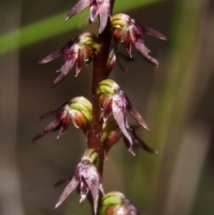 Corunastylis despectans (Sharp Midge Orchid) at Falls Creek, NSW - 9 Apr 2014 by AlanS