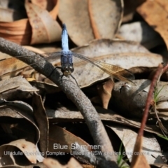 Orthetrum caledonicum (Blue Skimmer) at Ulladulla, NSW - 13 Feb 2019 by CharlesDove