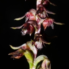 Corunastylis laminata (Red Midge Orchid) at Moollattoo, NSW - 31 Mar 2016 by AlanS