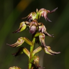 Corunastylis laminata (Red Midge Orchid) at Tianjara, NSW - 1 Mar 2015 by AlanS