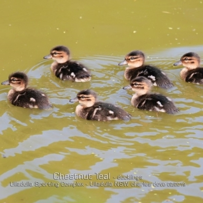 Anas castanea (Chestnut Teal) at Ulladulla, NSW - 13 Feb 2019 by CharlesDove