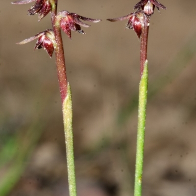 Corunastylis laminata (Red Midge Orchid) at Falls Creek, NSW - 26 Apr 2014 by AlanS