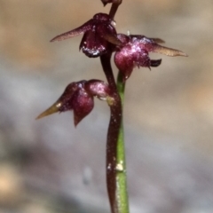 Corunastylis nuda (Tiny Midge Orchid) at Yerriyong, NSW - 27 Apr 2010 by AlanS