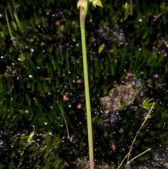 Corunastylis pumila (Green Midge Orchid) at Vincentia, NSW - 2 Apr 2017 by AlanS