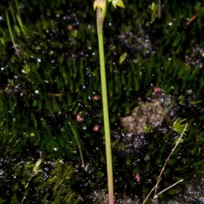 Corunastylis pumila (Green Midge Orchid) at Vincentia, NSW - 1 Apr 2017 by AlanS