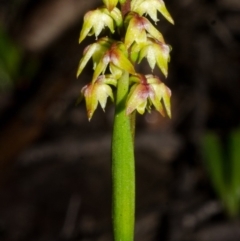 Corunastylis pumila (Green Midge Orchid) at Red Rocks, NSW - 9 Feb 2015 by AlanS