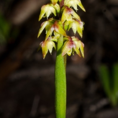 Corunastylis pumila (Green Midge Orchid) at Red Rocks, NSW - 9 Feb 2015 by AlanS