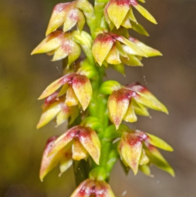 Corunastylis pumila (Green Midge Orchid) at Vincentia, NSW - 23 Mar 2013 by AlanS