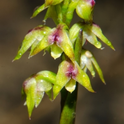 Corunastylis pumila (Green Midge Orchid) at Yerriyong, NSW - 1 Mar 2013 by AlanS
