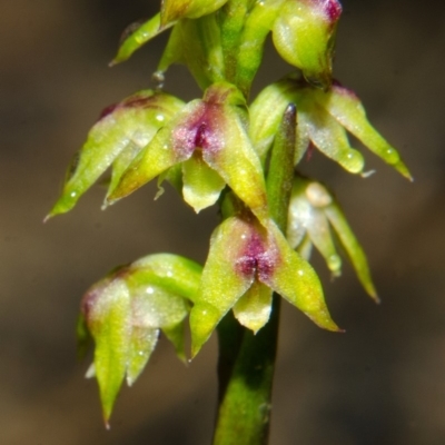 Corunastylis pumila (Green Midge Orchid) at Yerriyong, NSW - 28 Feb 2013 by AlanS