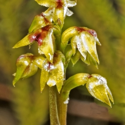 Corunastylis pumila (Green Midge Orchid) at Browns Mountain, NSW - 1 Mar 2006 by AlanS