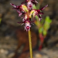 Corunastylis simulans (Blue Mountains Midge Orchid) at Red Rocks, NSW - 28 Feb 2013 by AlanS