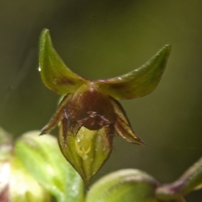 Corunastylis stephensonii (Stephenson's Midge Orchid) at Vincentia, NSW - 8 Mar 2008 by AlanS