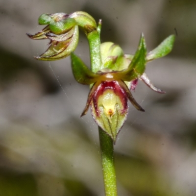 Corunastylis stephensonii (Stephenson's Midge Orchid) at Vincentia, NSW - 2 Apr 2017 by AlanS