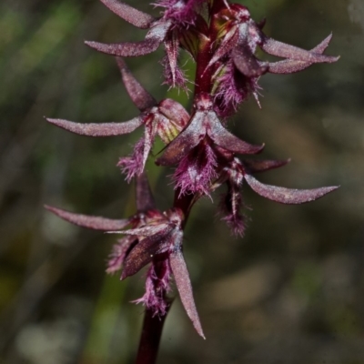 Corunastylis superba (Superb Midge Orchid) at Touga, NSW - 9 Mar 2013 by AlanS