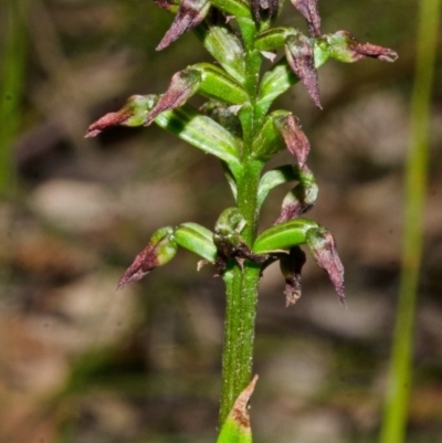 Corunastylis vernalis (East Lynne Midge Orchid) at East Lynne, NSW - 29 Oct 2013 by AlanS