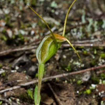 Pterostylis pedoglossa (Prawn Greenhood) at Sassafras, NSW - 2 May 2014 by AlanS