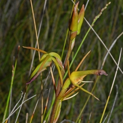 Cryptostylis subulata (Cow Orchid) at Kinghorne, NSW - 10 Nov 2014 by AlanS