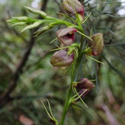 Cryptostylis erecta (Bonnet Orchid) at Sanctuary Point, NSW - 6 Jan 2016 by AlanS