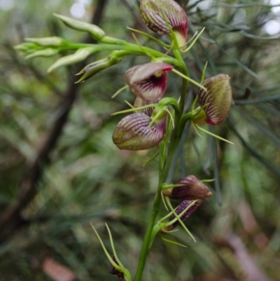 Cryptostylis erecta (Bonnet Orchid) at Sanctuary Point, NSW - 7 Jan 2016 by AlanS