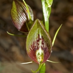 Cryptostylis erecta (Bonnet Orchid) at Comberton, NSW - 18 Nov 2005 by AlanS