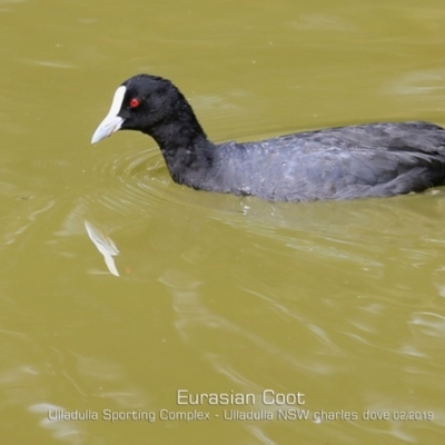 Fulica atra (Eurasian Coot) at Ulladulla, NSW - 12 Feb 2019 by Charles Dove