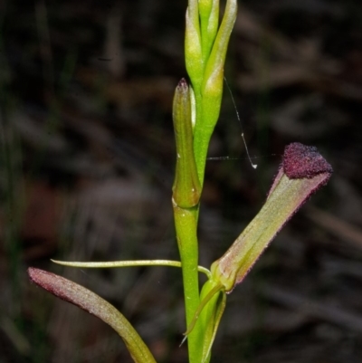 Cryptostylis hunteriana (Leafless Tongue Orchid) at East Lynne, NSW - 6 Dec 2013 by AlanS