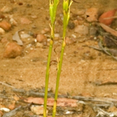 Cryptostylis hunteriana (Leafless Tongue Orchid) at Yerriyong, NSW - 2 Feb 2008 by AlanS