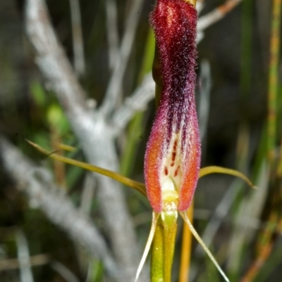 Cryptostylis hunteriana (Leafless Tongue Orchid) at Vincentia, NSW - 20 Nov 2005 by AlanS