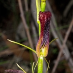 Cryptostylis hunteriana (Leafless Tongue Orchid) at Mogood, NSW - 20 Dec 2016 by AlanS