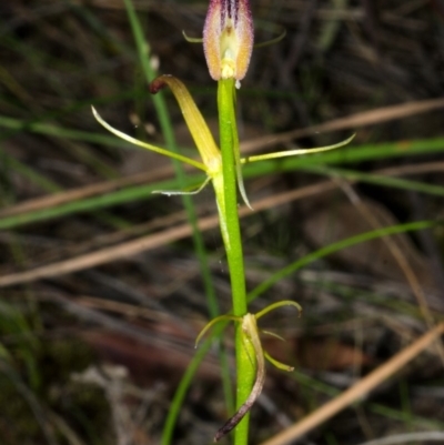 Cryptostylis hunteriana (Leafless Tongue Orchid) at Yerriyong, NSW - 15 Jan 2016 by AlanS