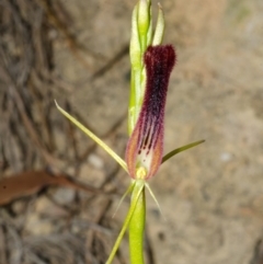 Cryptostylis hunteriana (Leafless Tongue Orchid) at Yerriyong, NSW - 2 Jan 2016 by AlanS